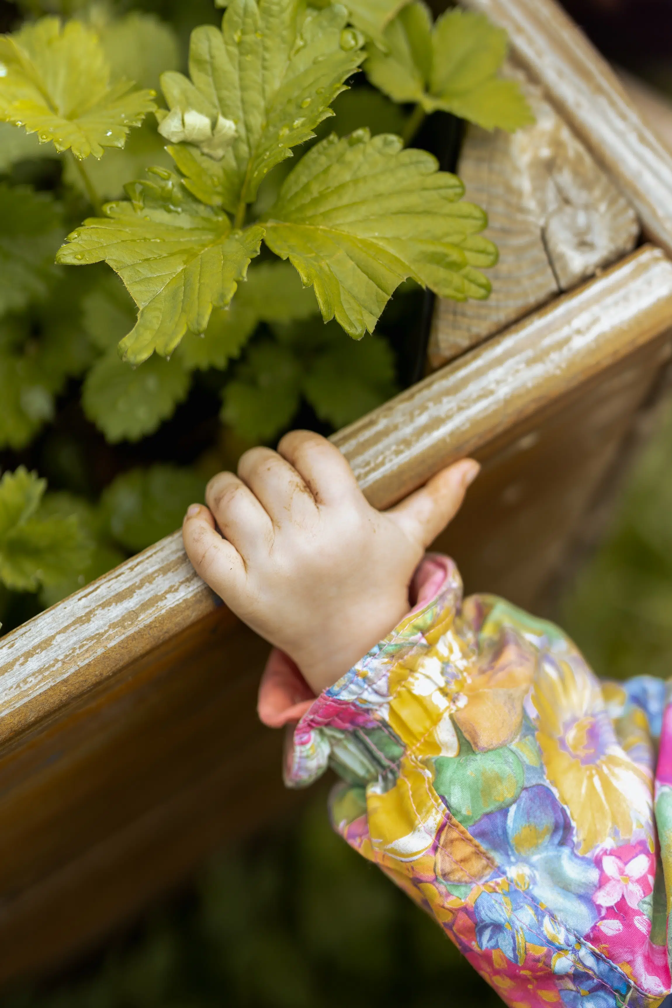 Sch&ouml;pfung wahren